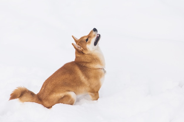 Perro pedigreed de Brown que se sienta en la nieve en un campo. Shiba Inu