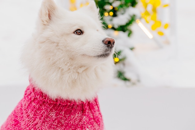 Perro pedigrí blanco que se sienta en la nieve en un bosque. Animales divertidos