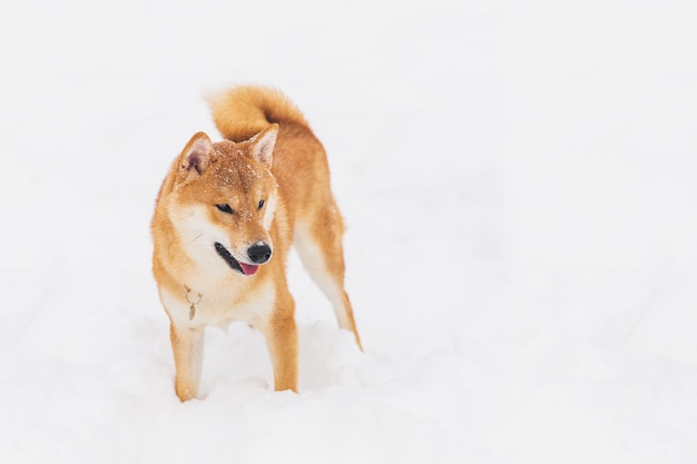 Perro pedigrí de Brown que camina en el campo nevoso. Shiba Inu