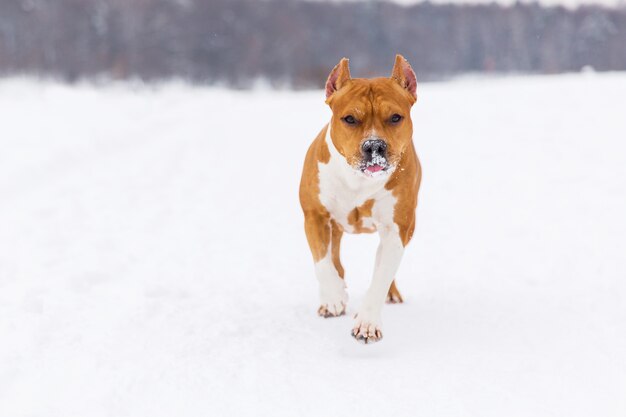 Perro pedigrí de Brown que corre en la nieve en un bosque. Staffordshire Terrier