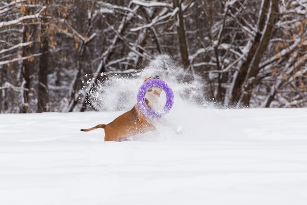 Perro del pedigrí de Brown que juega con el juguete redondo en la nieve en un bosque. Staffordshire Terrier