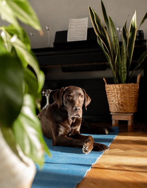 Perro de pedigrí de Labrador chocolate acostado sobre la alfombra en casa hermoso perro tranquilo en casa esperando su