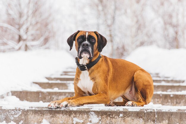 Perro pedigrí marrón tendido en el camino nevado. Boxer. Hermoso perro cazador