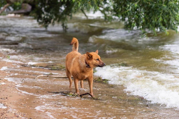 Un perro pelirrojo corre a la orilla del mar.