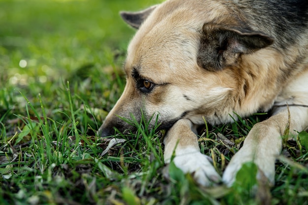 Un perro pelirrojo está triste con la cabeza apoyada en la hierba.