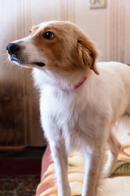 Un perro pelirrojo y peludo sonriendo en primer plano en casa