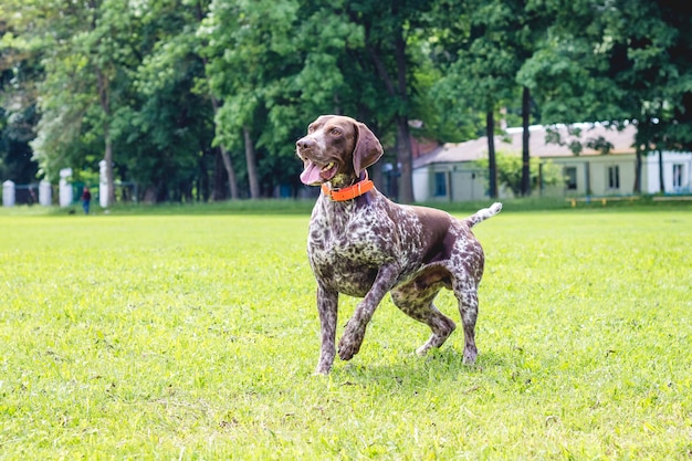 Perro de pelo corto alemán se está ejecutando en el césped en el parque