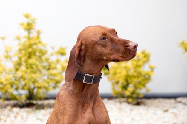 Perro de pelo corto húngaro