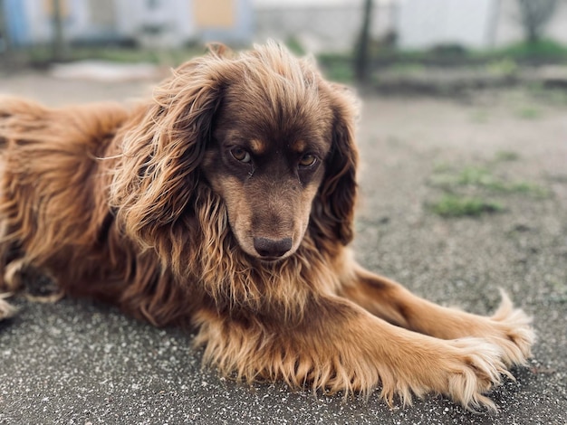 Un perro con el pelo largo que tiene una mirada triste