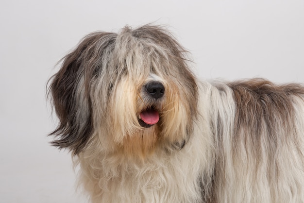 Perro con pelo largo