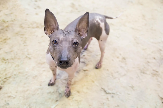 Perro Sin Pelo Mexicano Xoloitzcuintli