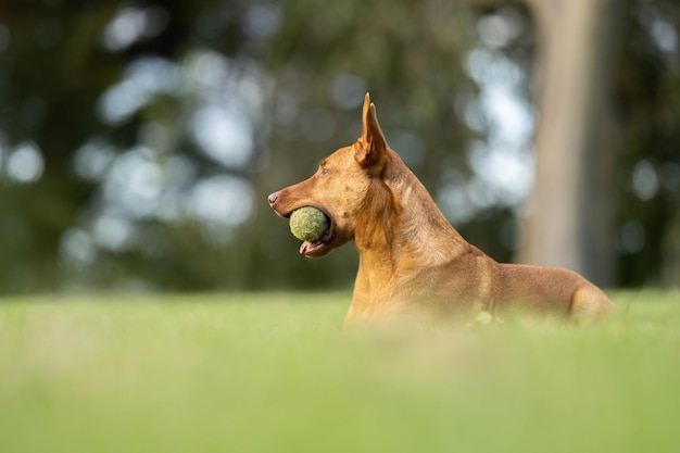 Un perro con una pelota en la boca.