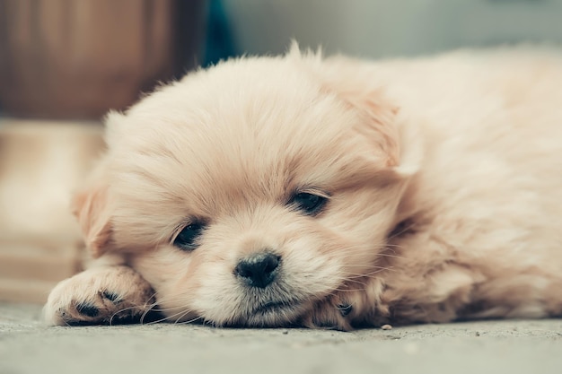 Perro de peluche pequeño cachorro