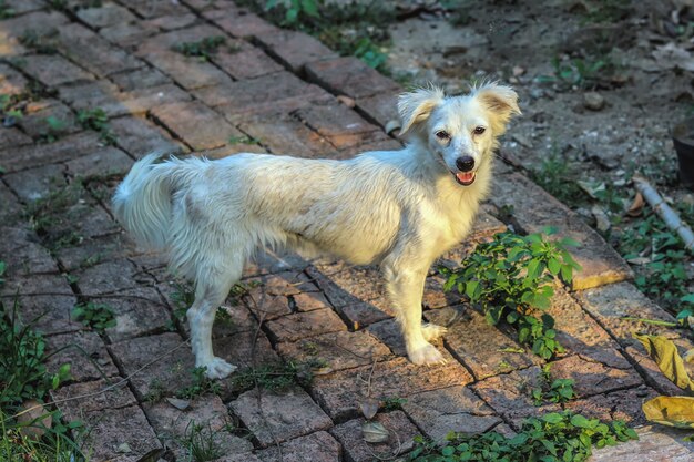 perro peludo blanco miró a la cámara en el patio