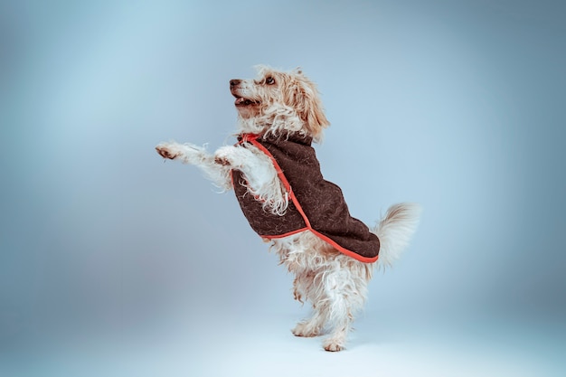 Perro peludo con ropa saltando feliz