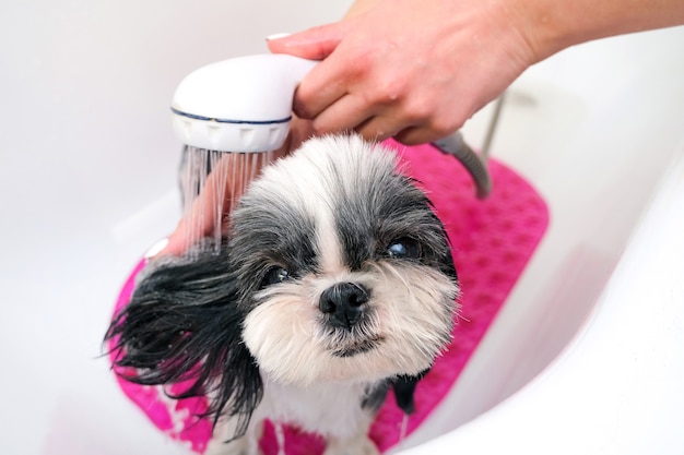 Perro en peluquería; perro ducharse; animal doméstico recibe procedimientos de belleza en salón de belleza para perros. en el baño