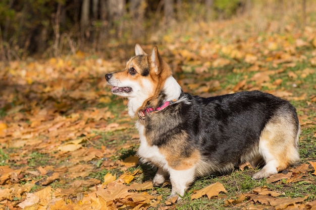 Perro pembroke Welsh Corgi en bosque otoñal