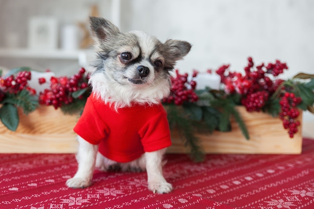 Perro pequeño con abrigo rojo