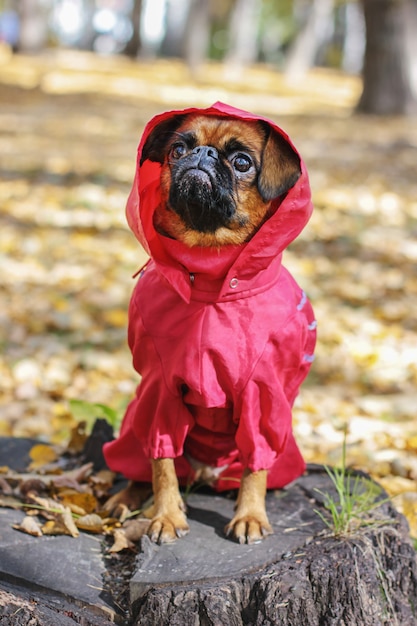 Perro pequeño brabanson con color castaño vistiendo en rojo en general a