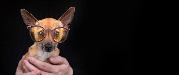 Perro pequeño en los brazos