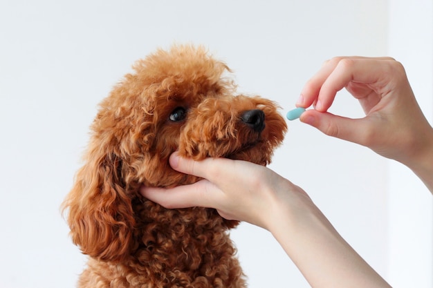 Un perro pequeño, un caniche miniatura, recibe una pastilla azul. Tratamiento animal, veterinario. darle medicina a un perro.