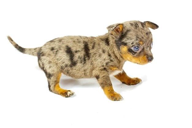 Perro pequeño de chihuahua