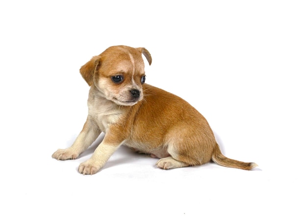 Perro pequeño de chihuahua