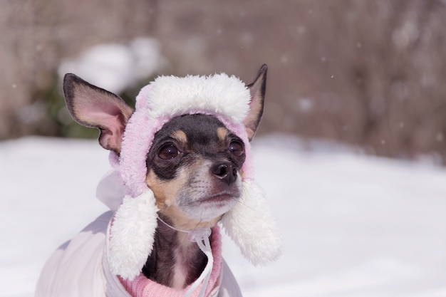 Un perro pequeño cría a ese terrier con una gorra de invierno