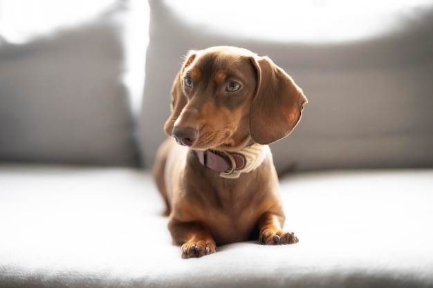 Perro pequeño Dachshund en el sofá gris