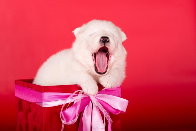 Foto perro pequeño y esponjoso de samoyed blanco en una caja roja de regalo