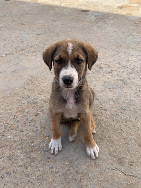 Un perro pequeño está sentado en el suelo.