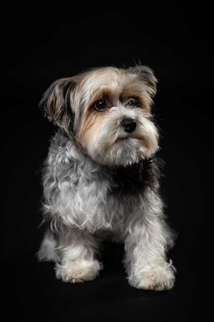 Un perro pequeño con un fondo negro.