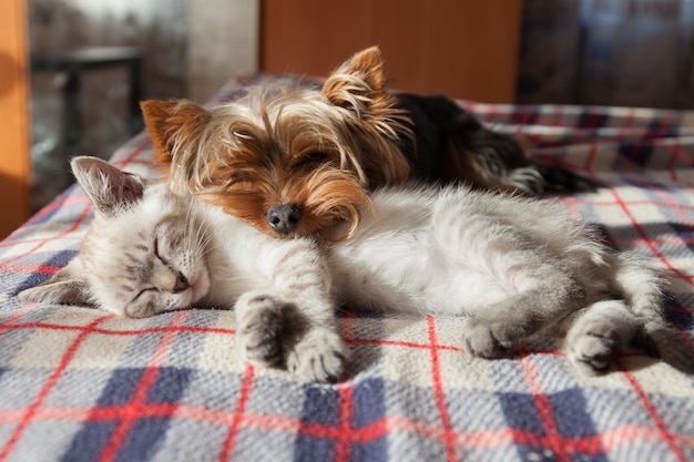 Un perro pequeño y un gatito duermen en casa.