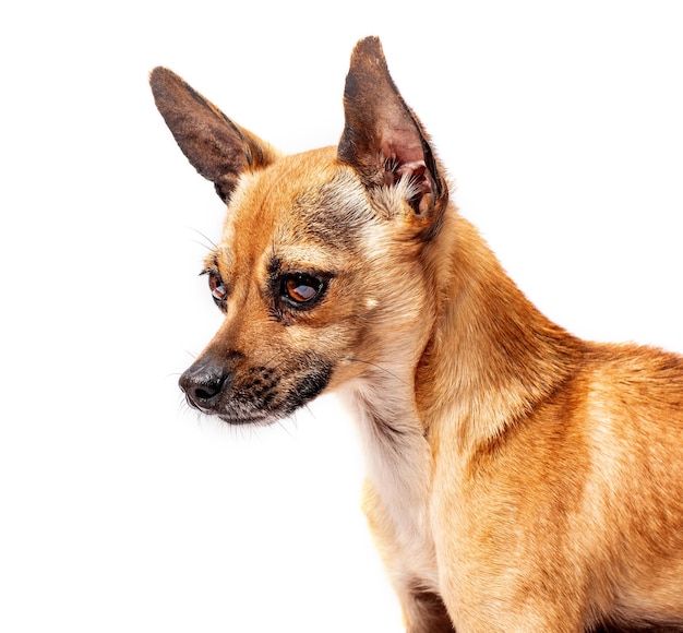 Perro pequeño con grandes ojos y orejas.