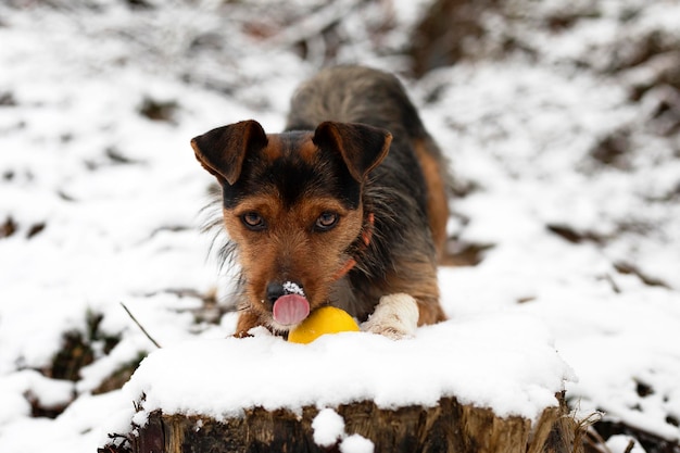 Perro pequeño joven raza de perro joven bodeguero con mezcla de yorkshire en la nieve encima de un tronco nevado lamiendo la nieve de su nariz con su bola amarilla frente a él