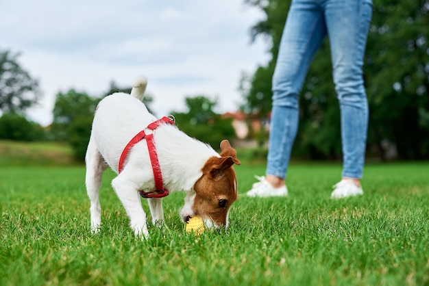 Perro pequeño jugando con pelota de juguete en hierba verde Propietario caminando con mascota