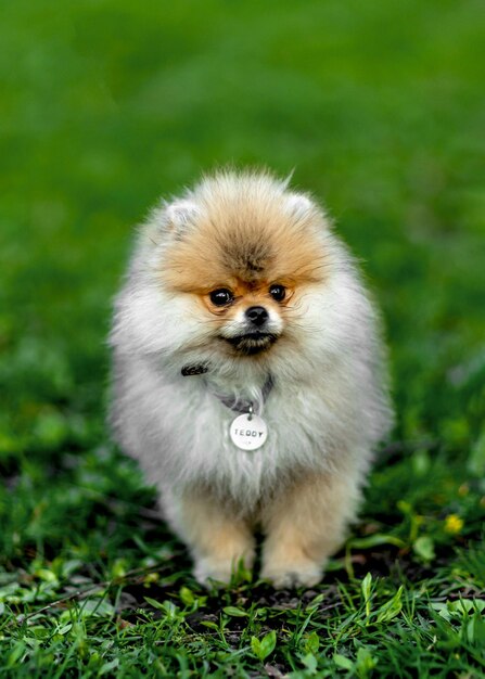 Un perro pequeño con el nombre spitz