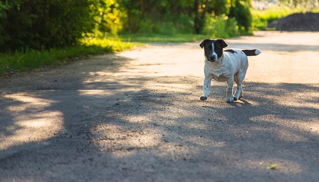 Foto perro pequeño en el parque enfoque selectivo