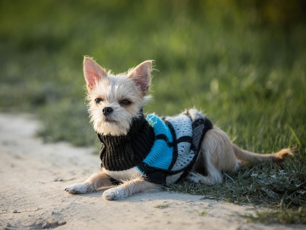 Perro pequeño con ropa para perros Ropa para mascotas Lindo perro en un camino de tierra Caminar con el perro