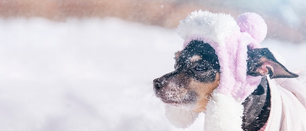 Perro pequeño sobre un fondo de invierno cubierto de nieve.