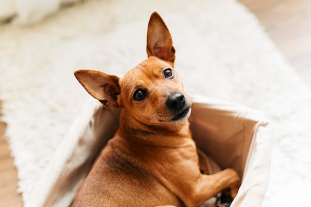 un perro pequeño yace en una canasta un lindo perro mira a la cámara