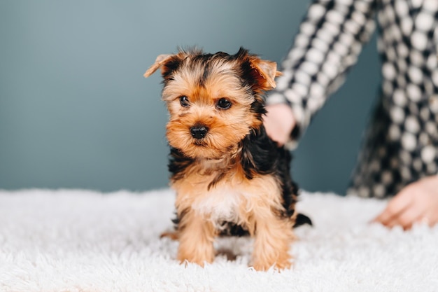 Perro Pequeño Yorkshire Terrier Color Negro y Marrón