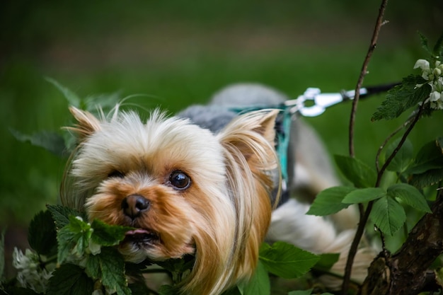 Perro pequeño yorkshire terrier come ortiga de hierba