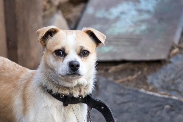 perro pequeño