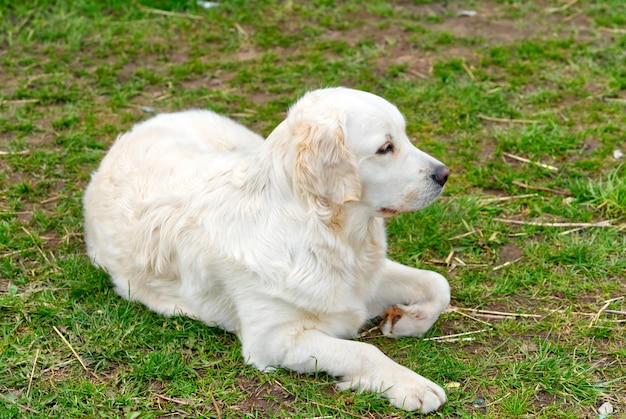 Perro perdiguero blanco acostado en la hierba