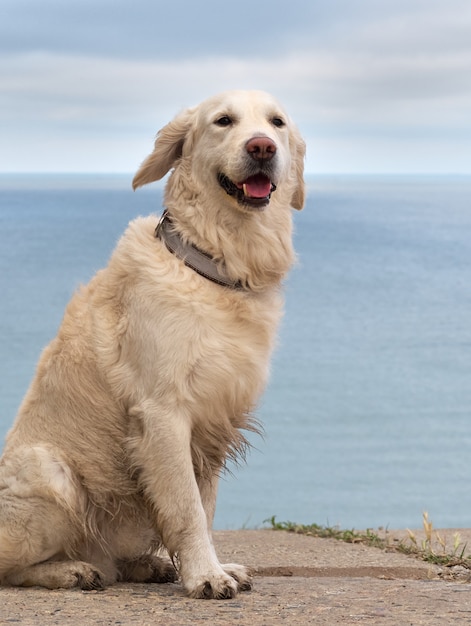 Perro perdiguero blanco en la playa