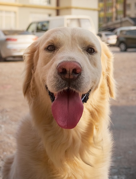 Perro perdiguero en la ciudad.