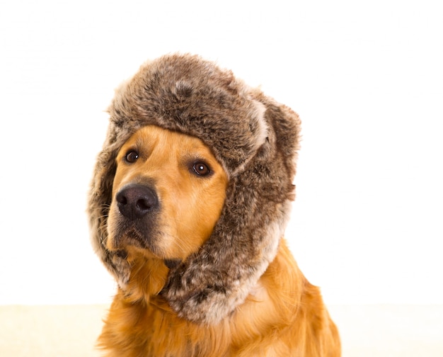 Perro perdiguero de Goden con graciosa gorra de piel de invierno