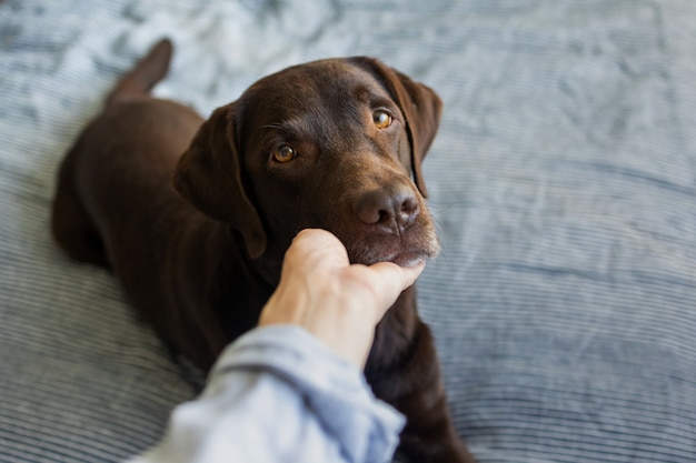 Perro perdiguero de labrador chocolate lindo años en la cama