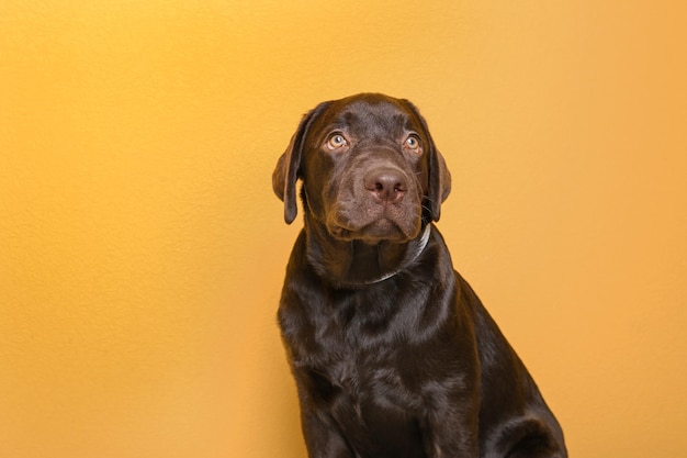 Perro perdiguero de labrador chocolate sobre fondo de color